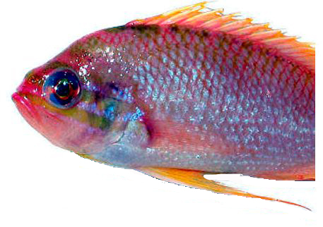 Anthias anthias_007